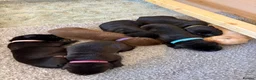 Labrador Retriever dogs for sale: KC Registered Labrador Puppies  - Advert 7