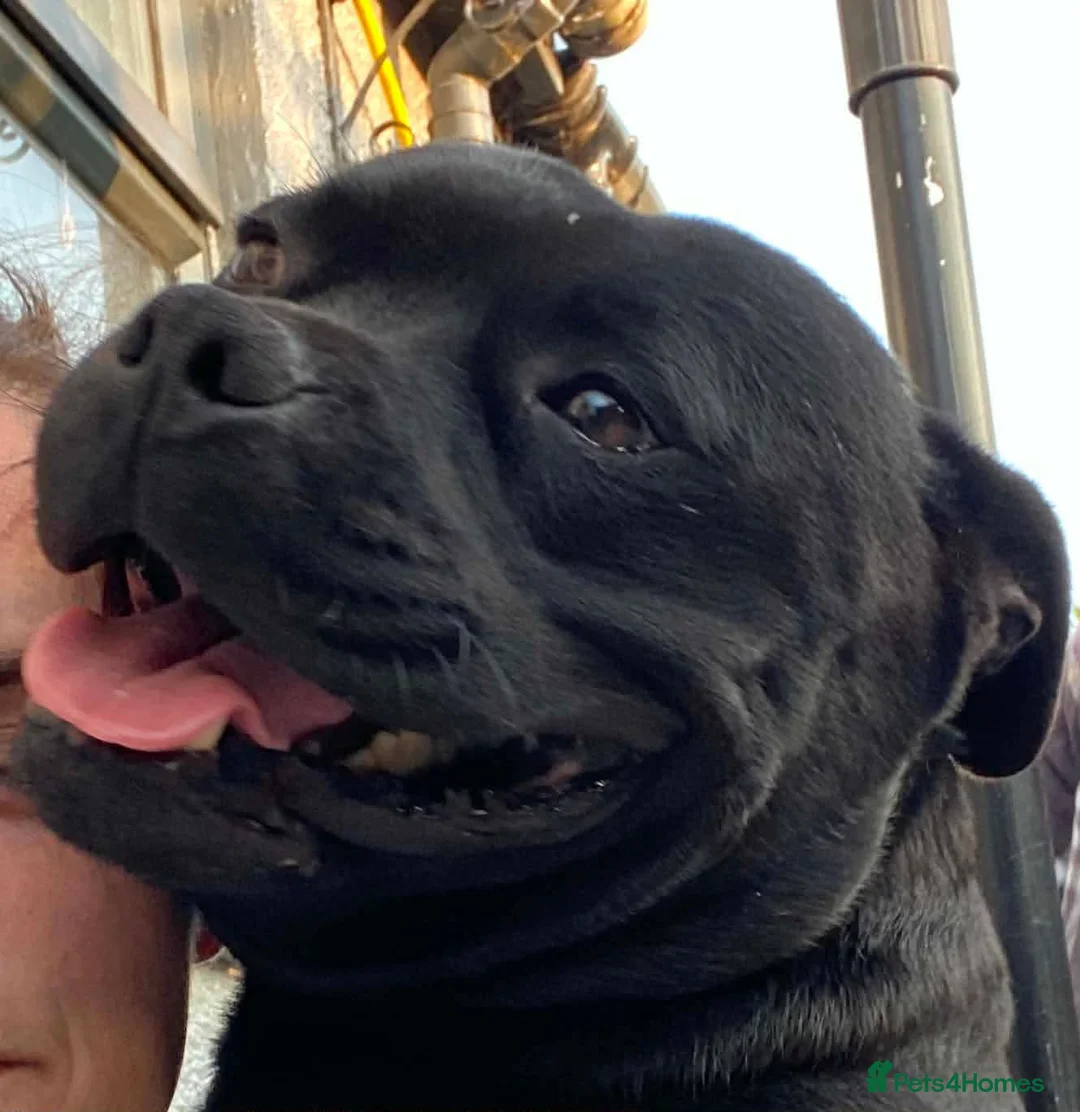 Staffordshire Bull Terrier dogs for sale: KC Staffordshire bull terrier pups for sale  - Advert 2