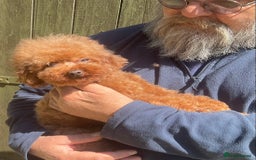 Toy Poodle dogs for sale: Asian Toy Poodle Puppies - Image 8