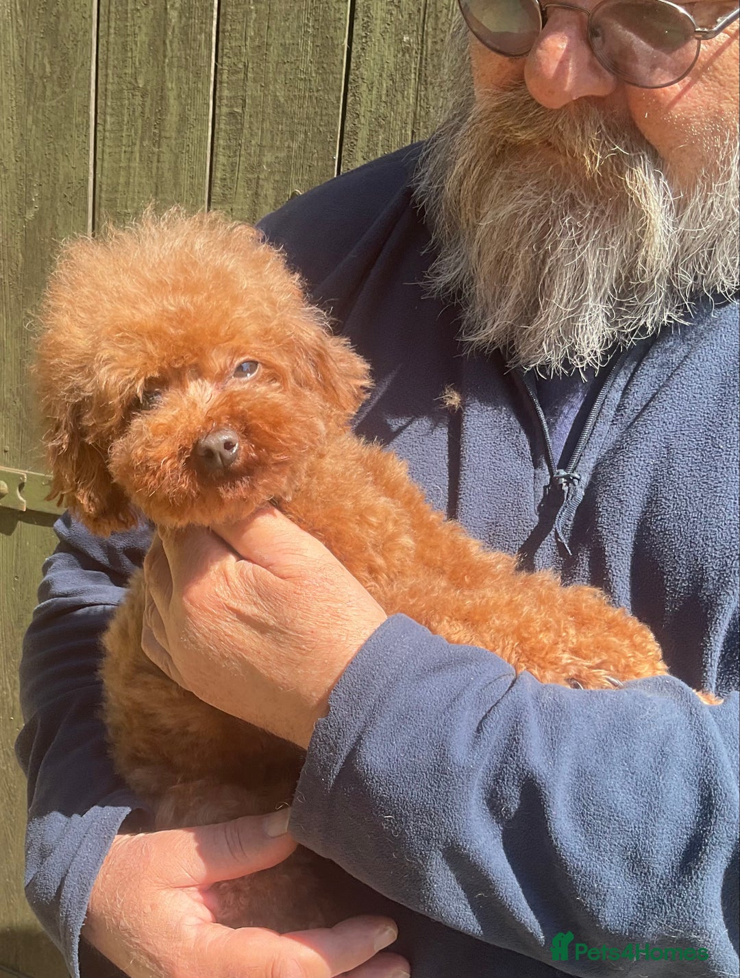 Toy Poodle dogs for sale: Asian Toy Poodle Puppies - Image 8