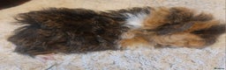 Guinea Pig rodents for sale: Lunkarya texal guineapigs  - Advert 7