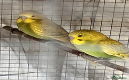 Budgerigars birds for sale: Budgies  - Image 1