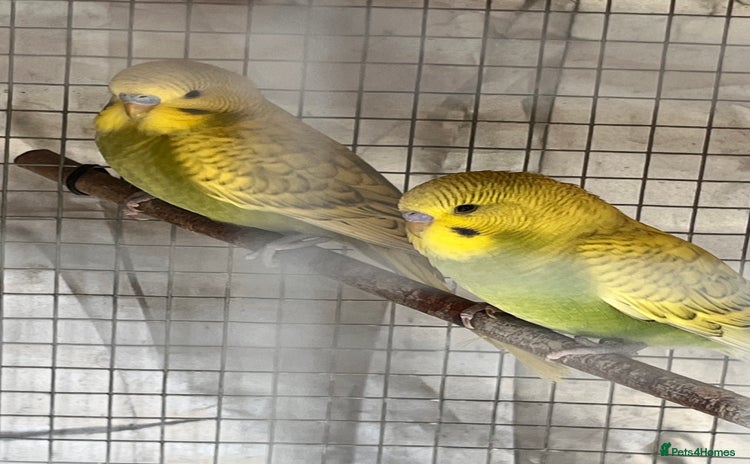 Budgerigars birds - Advert 9