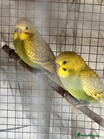 Budgerigars birds - Advert 15