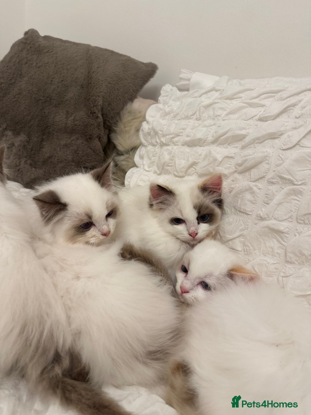 Ragdoll cats for sale: Gorgeous full pedigree ragdoll kittens - Advert 5