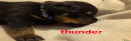 Rottweiler dogs for sale: Rottweiler puppies - Advert 16