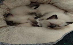 Siamese cats for sale: Siamese crossed with  Ragdol - Image 4