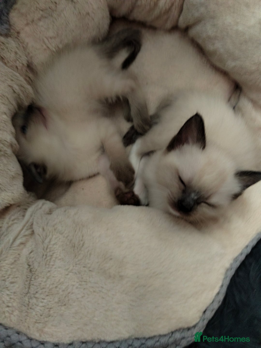 Siamese cats for sale: Siamese crossed with  Ragdol - Image 4