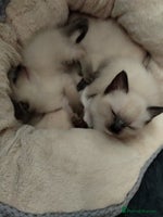 Siamese cats - Advert 2