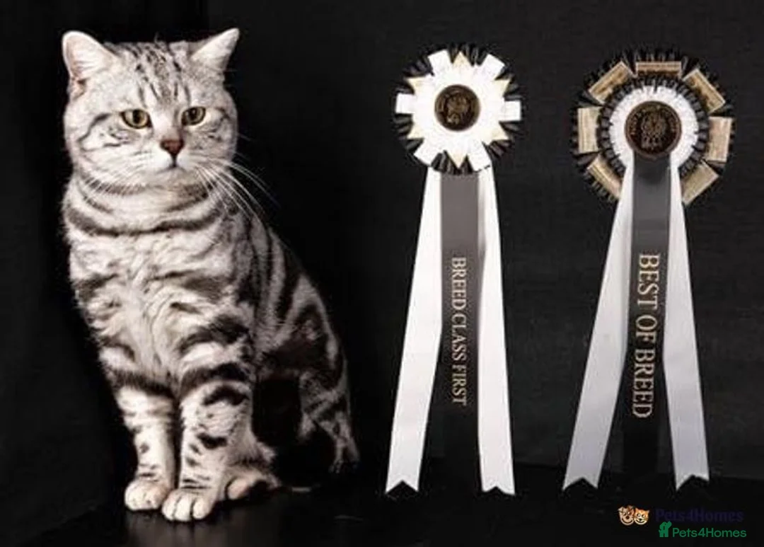 British Shorthair cats for sale: GCCF Rare Show Quality BSH Silver Tabby Kittens  - Advert 13