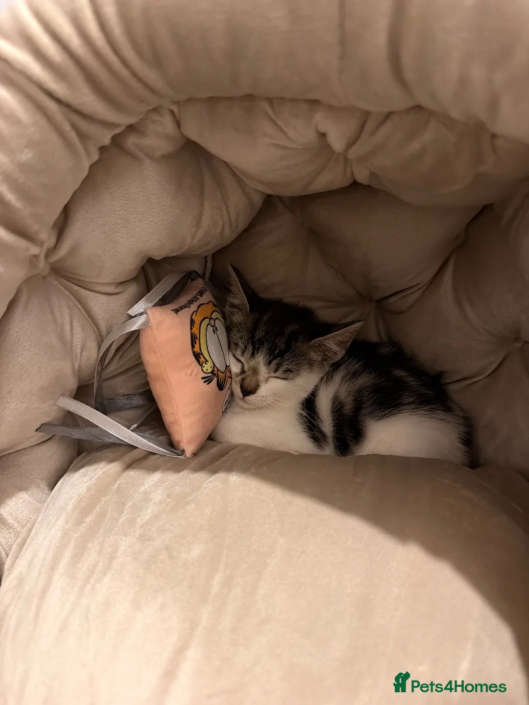 Bengal cats for sale: Beautiful female Kitten Looking for a Forever home - Advert 3
