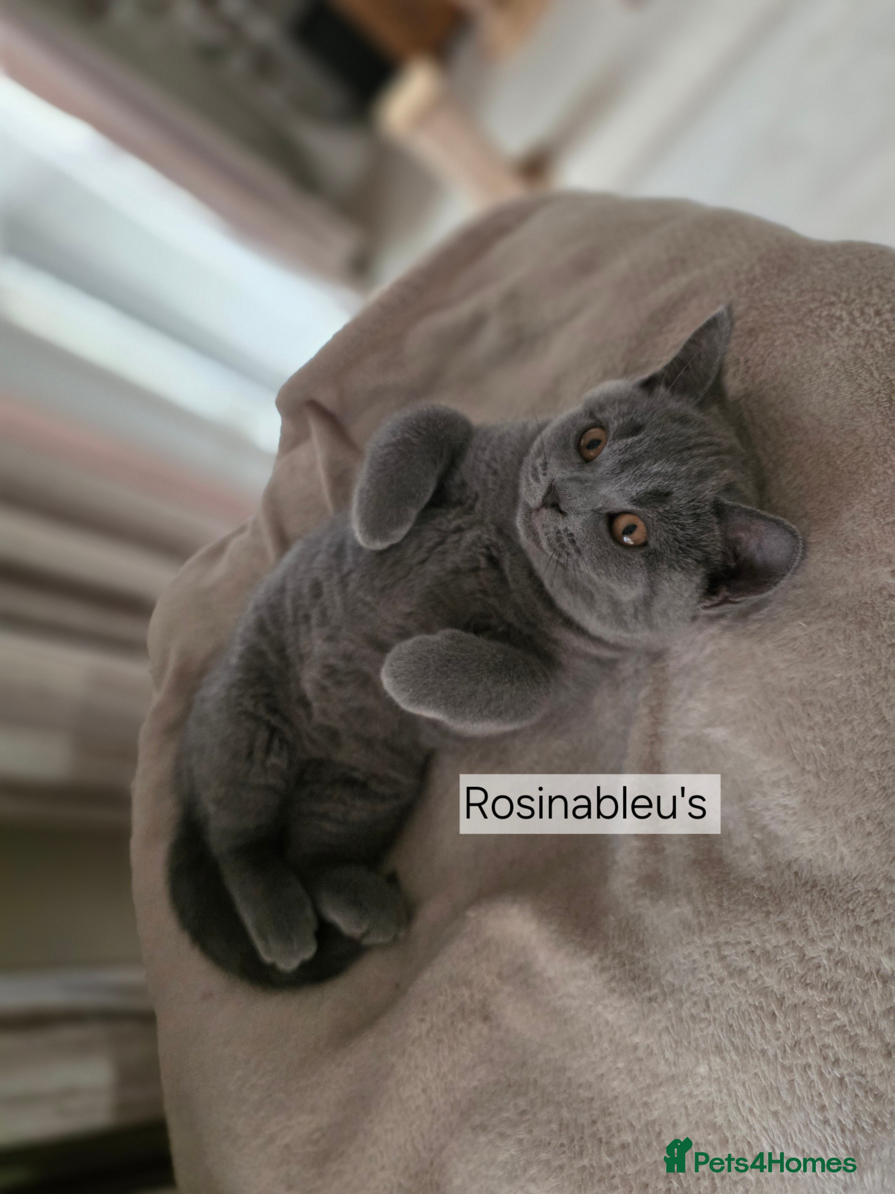 British Shorthair cats  Gccf British shorthair kittens champion lines 🏆 - Advert 7