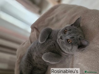 British Shorthair cats Gccf British shorthair kittens champion lines 🏆 - Advert 7