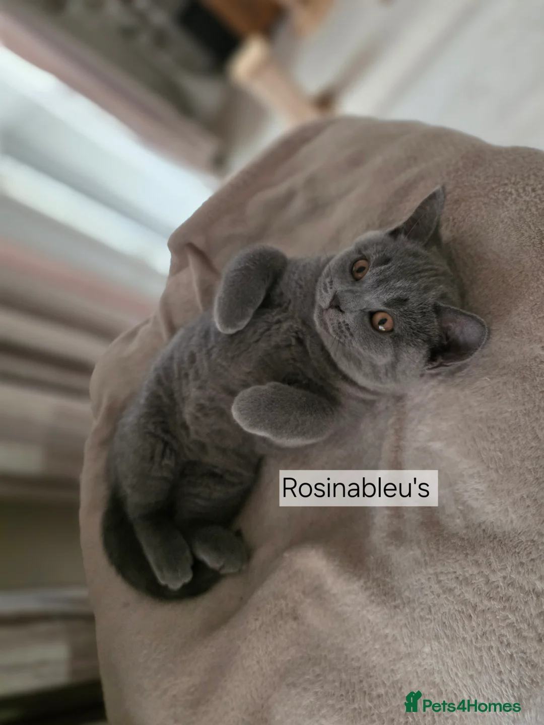 British Shorthair cats for sale:  Gccf British shorthair kittens champion lines 🏆 - Advert 1