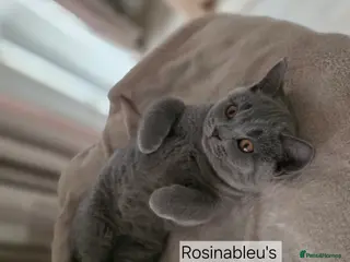 British Shorthair cats Gccf British shorthair kittens champion lines 🏆 - Advert 6