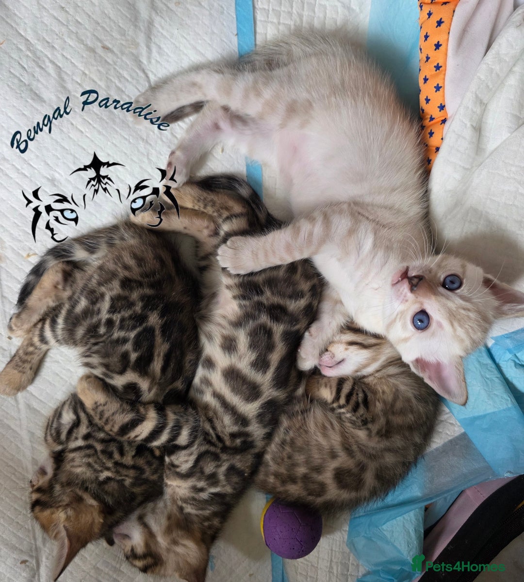 Bengal cats for sale: BENGALPARADISE KITTENS  - Image 4