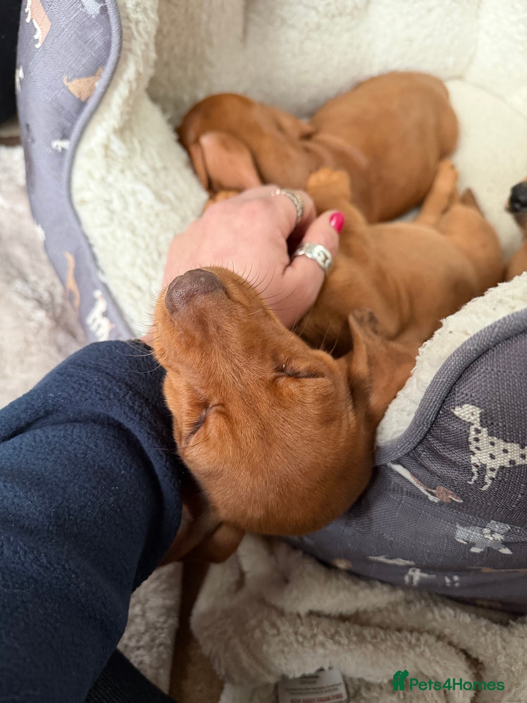 Dachshund dogs for sale: Dachshund puppies 🐾 - Advert 10