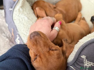 Dachshund dogs Dachshund puppies 🐾 - Advert 1