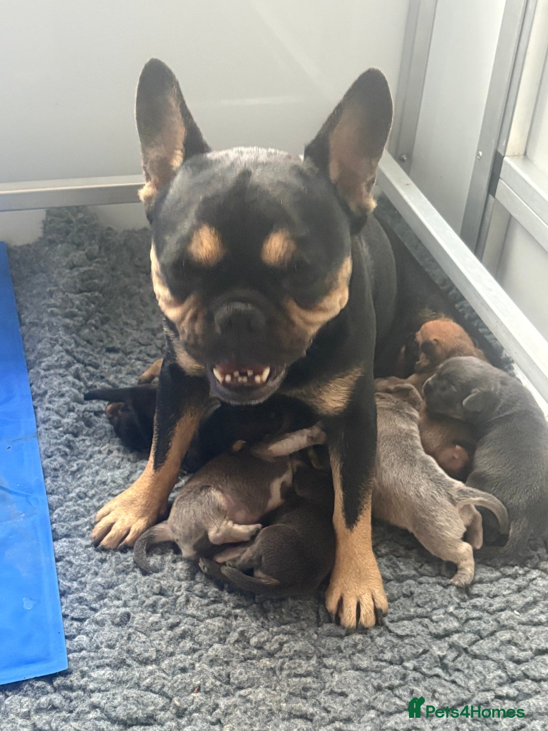 Mixed Breed dogs for sale: French billhuahua - Image 4