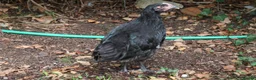 Chickens poultry for sale: 🐥 CHICKS & YOUNG CHICKENS AVAILABLE 🐔 - Advert 13