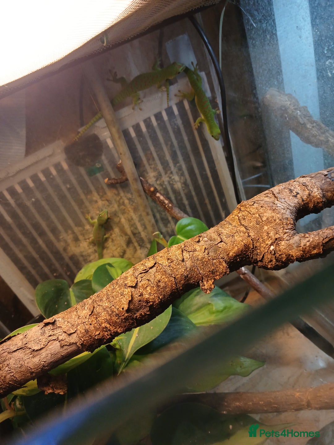 Gecko reptiles for sale: Madagascar giant day gecko juveniles - Advert 3