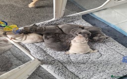 French Bulldog dogs for sale: FROM £1500 French bulldogs 2 FEMALE 3 MALE - Image 1