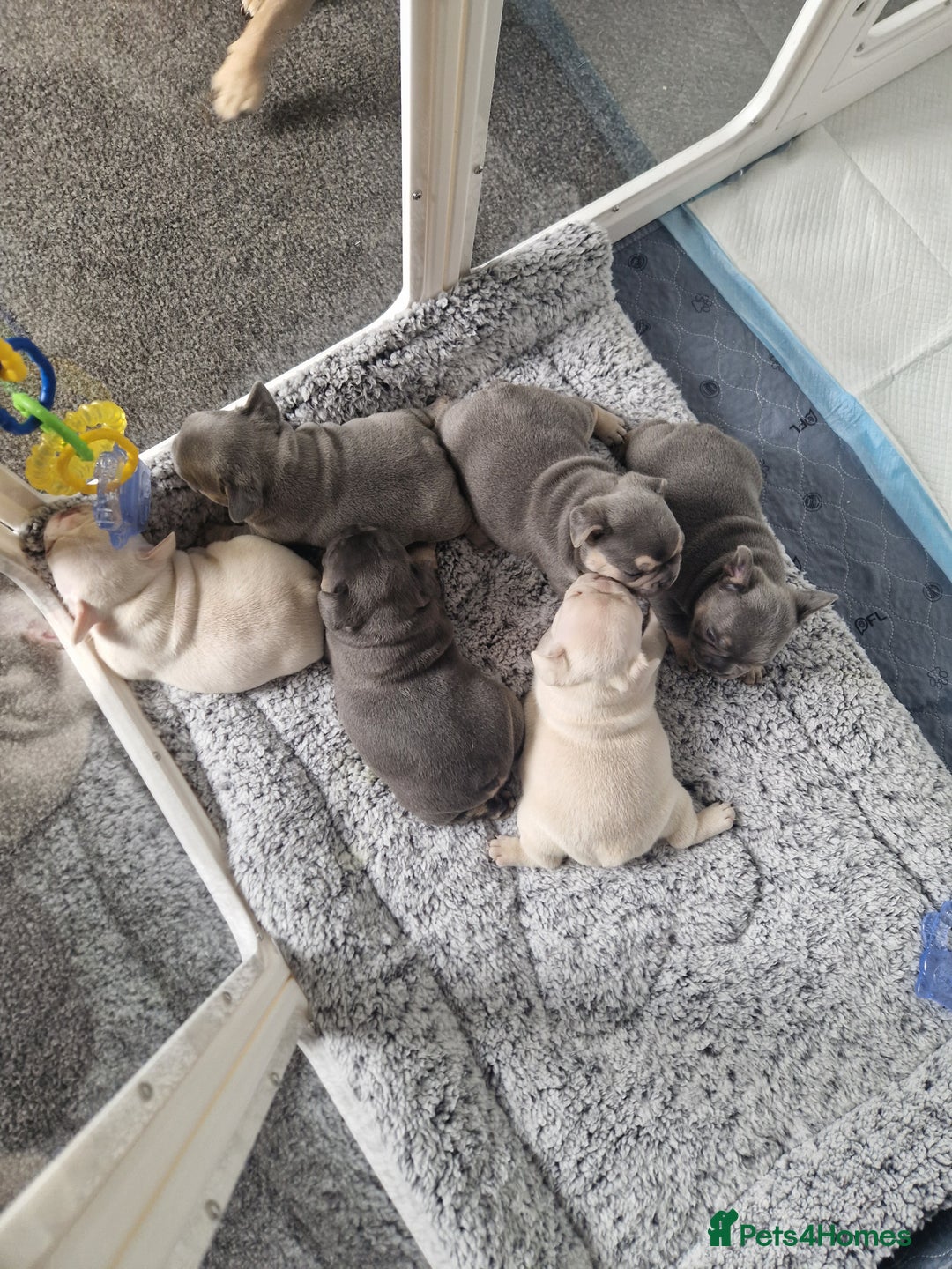 French Bulldog dogs for sale: FROM £1500 French bulldogs 2 FEMALE 3 MALE - Image 1