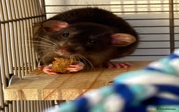 Rat rodents for sale: Two Male rats.  - Image 3