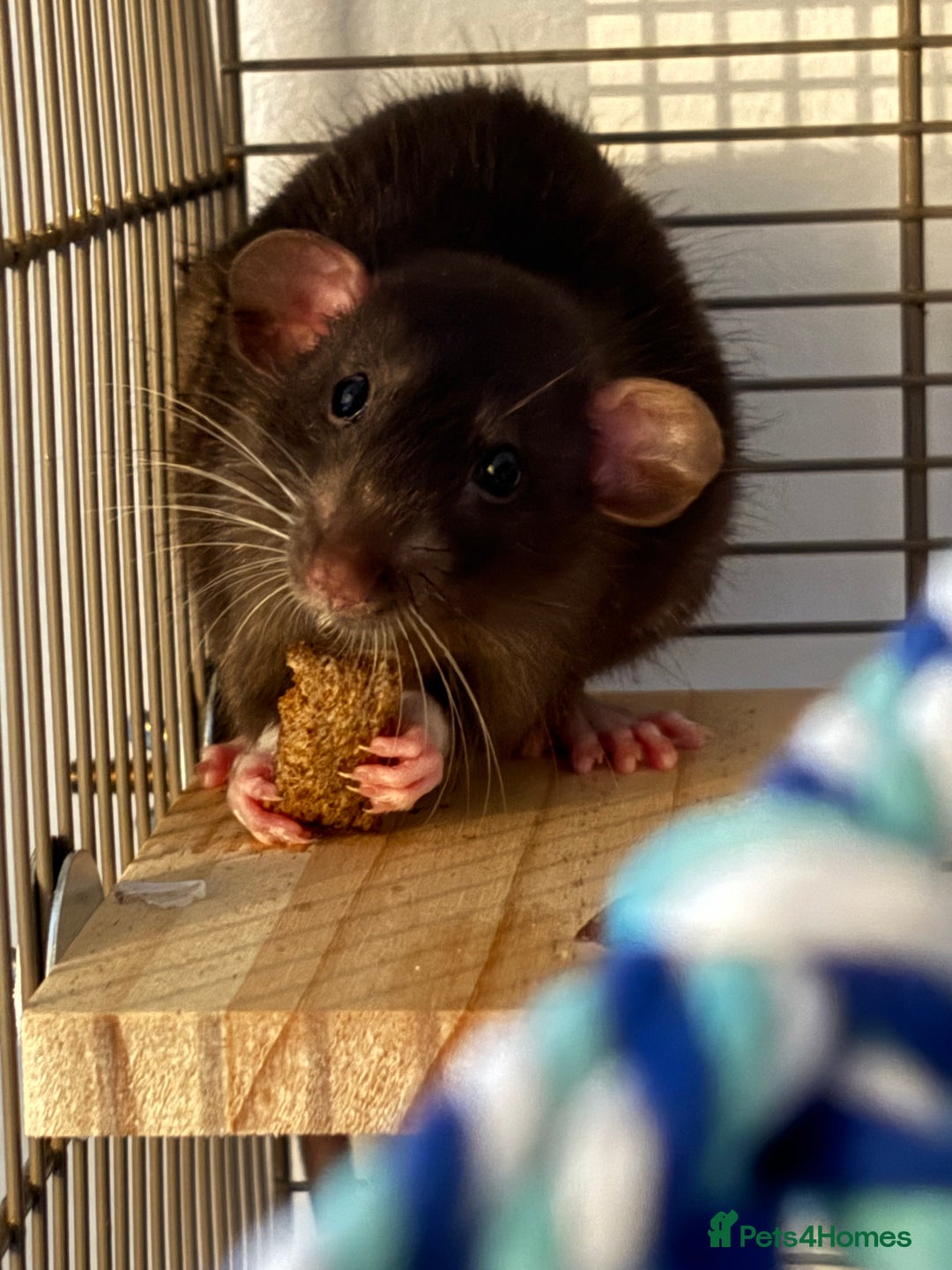 Rat rodents for sale: Two Male rats.  - Image 3