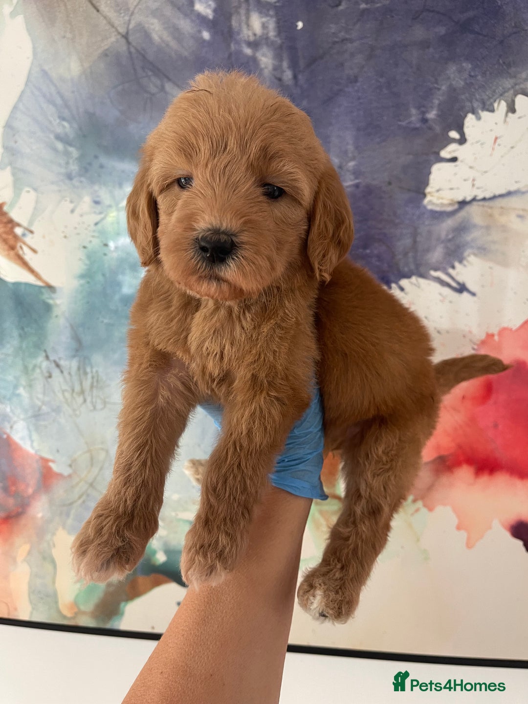 Labradoodle dogs for sale: Multigenerational Miniature Labradoodles - Image 17