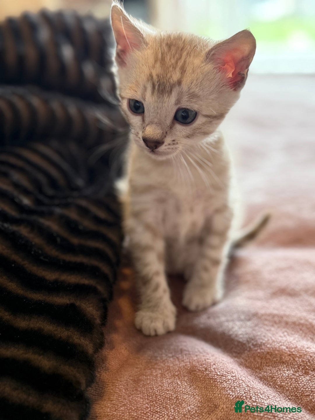 Bengal cats for sale: 💙Stunning Silver Mink Bengal TICA registered  - Image 22