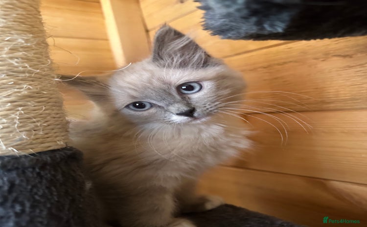 Ragdoll cats - Advert 1