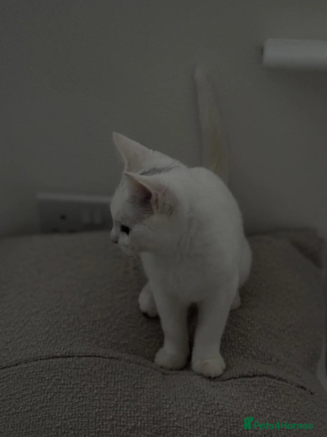 Domestic Shorthair cats for sale: White male kitten  in Leicester - Advert 2