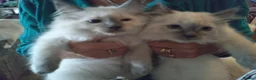 Ragdoll cats for sale: Snowballs Kittens - Advert 11