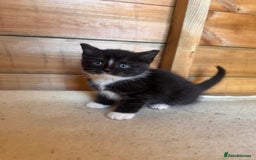 Mixed Breed cats for sale: 6 beautiful kittens looking for homes🏡  - Image 15
