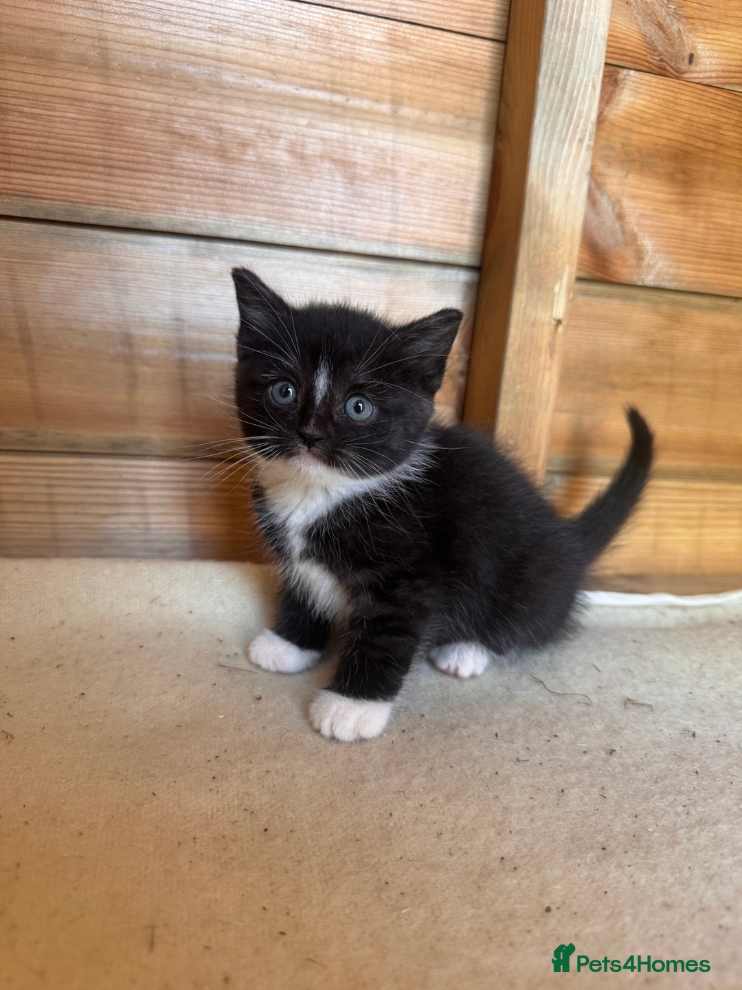 Mixed Breed cats for sale: 6 beautiful kittens looking for homes🏡  - Image 15