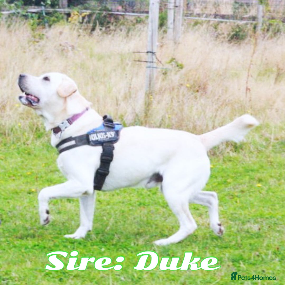 Labrador Retriever dogs for sale: Waiting List for KC Registered Health Tested pups - Advert 2