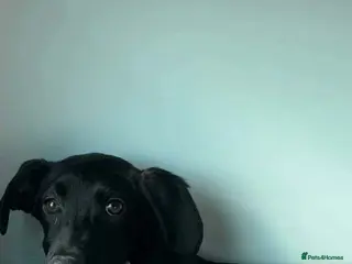 Mixed Breed dogs LEBBY - Advert 2