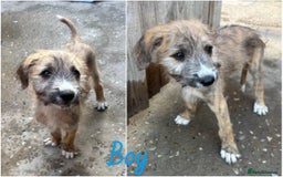 Mixed Breed dogs for sale: wheaten bull saluki whippet greyhounds - Image 4