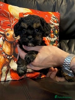 Cavapoo dogs F1 Cavapoo puppies 1 male remaining - Advert 4