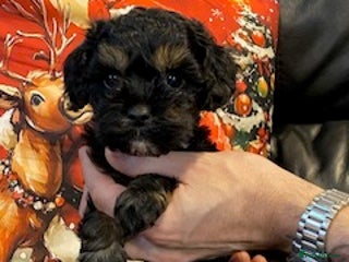 Cavapoo dogs F1 Cavapoo puppies 1 male 2 females - Advert 5