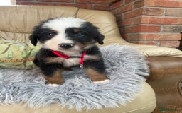 Bernese Mountain Dog dogs for sale: Beutiful boys and girl - Image 3
