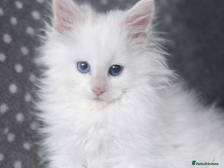 Maine Coon cats MAINE COON POLYDACTYL KITTENS 🩷 - Advert 3