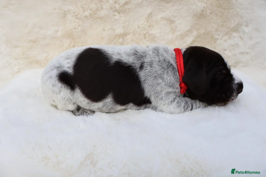 German Wirehaired Pointer dogs for sale: Fantastic working German wire haired pointers  - Advert 2