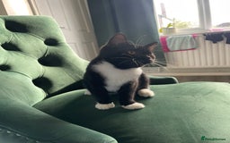 British Shorthair cats for sale: Kittens - Image 2