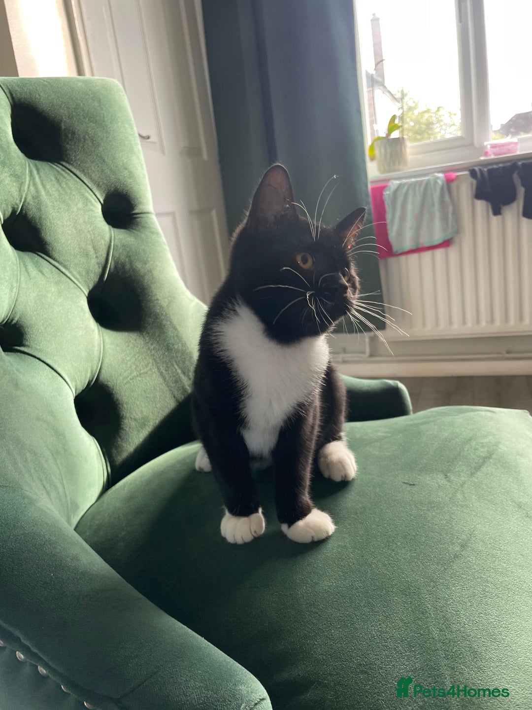 British Shorthair cats for sale: Kittens - Image 2