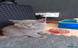 British Shorthair cats for sale: Beautiful British shorthair litter - Image 3