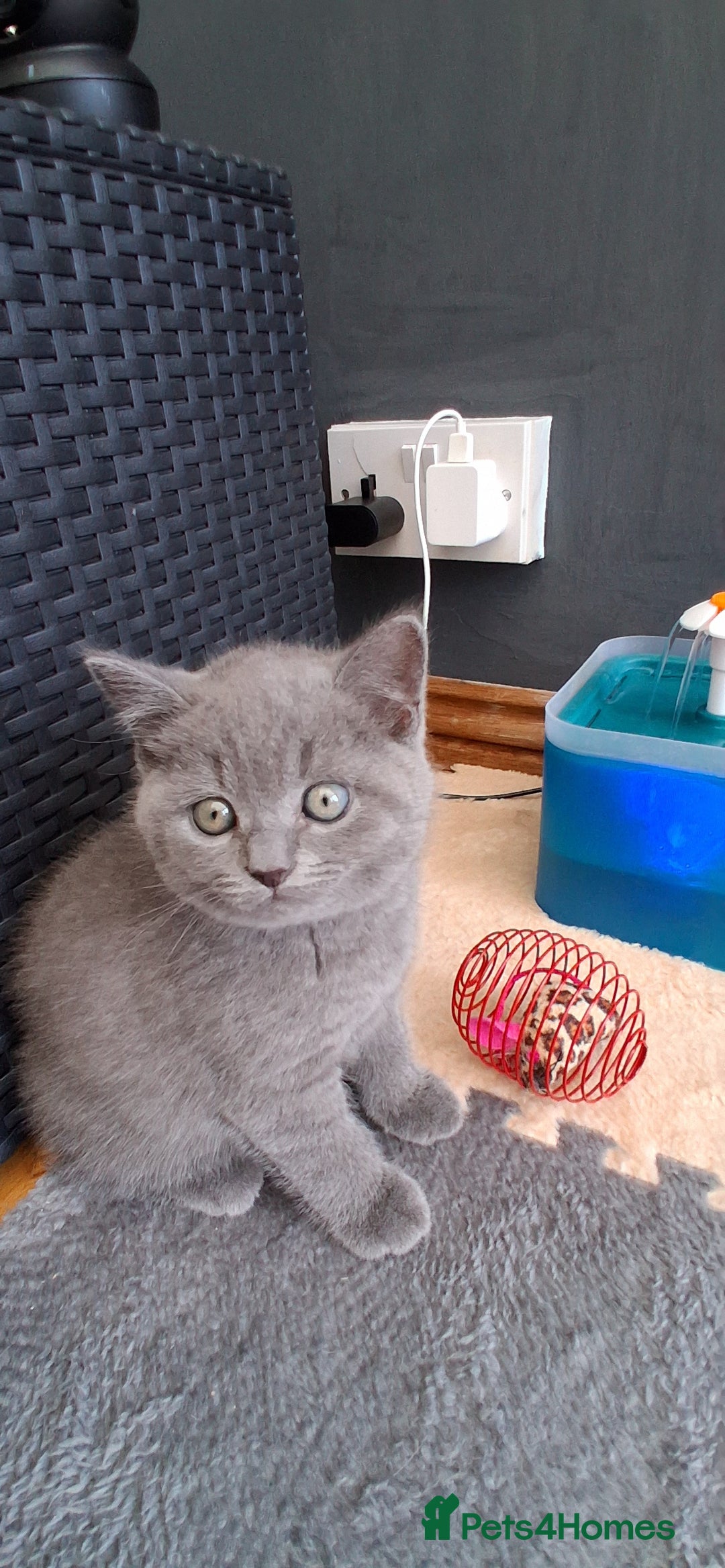British Shorthair cats for sale: Beautiful British shorthair litter - Image 3
