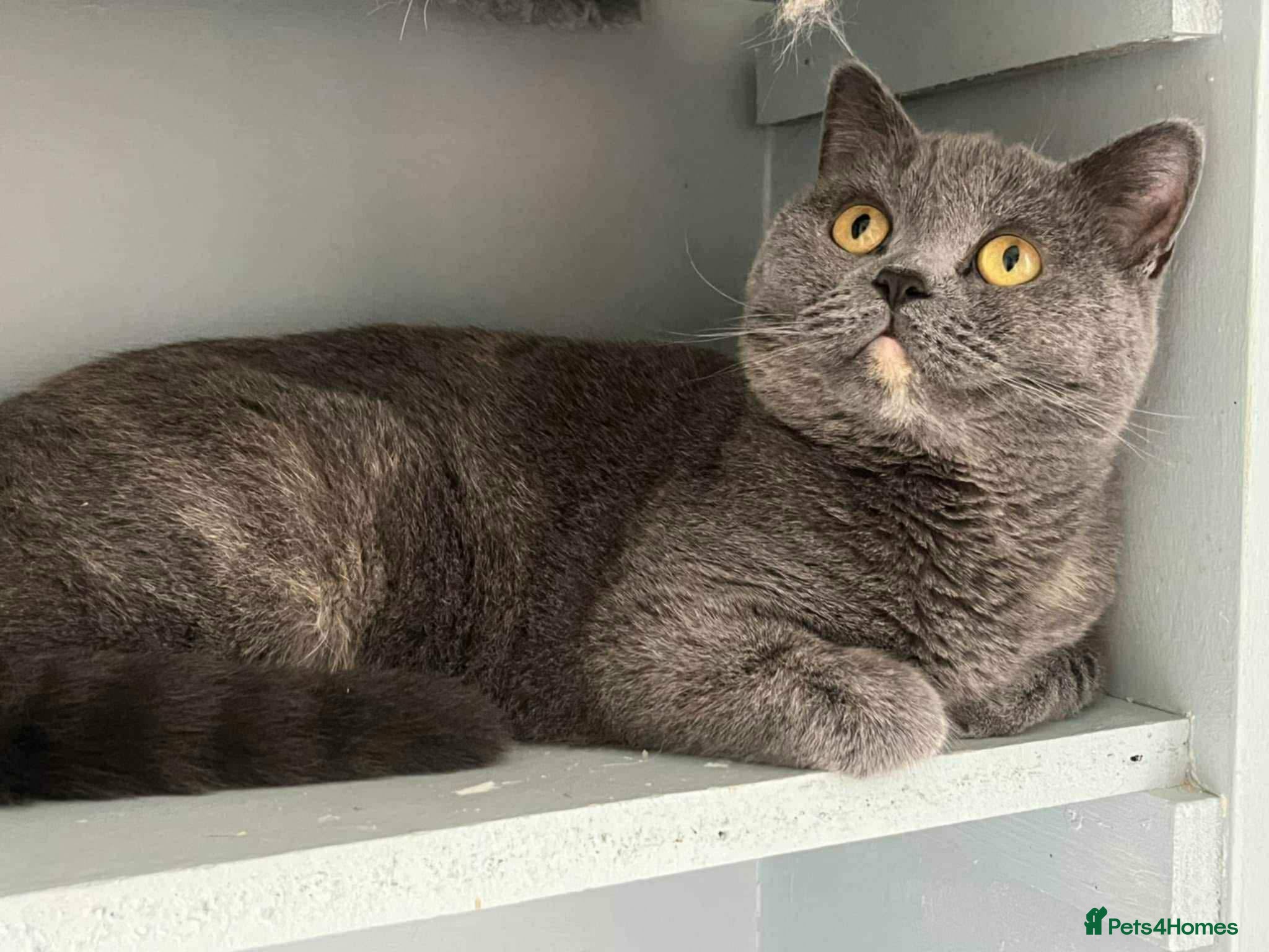 British Shorthair cats Brittish shorthair queen  - Advert 7