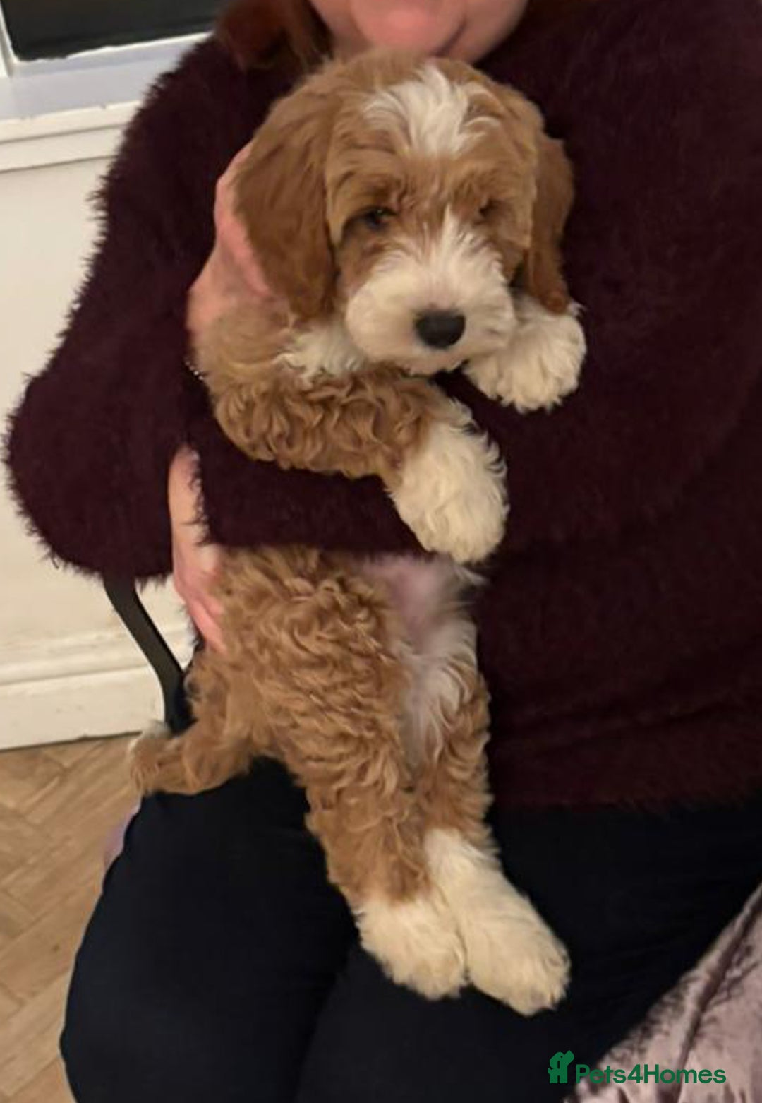 Australian Labradoodle dogs for sale: Australian Labradoodles for Sale - Advert 28